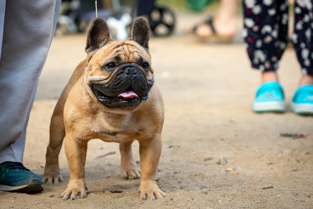 Um buldogue francês em uma exposição de cães. ...