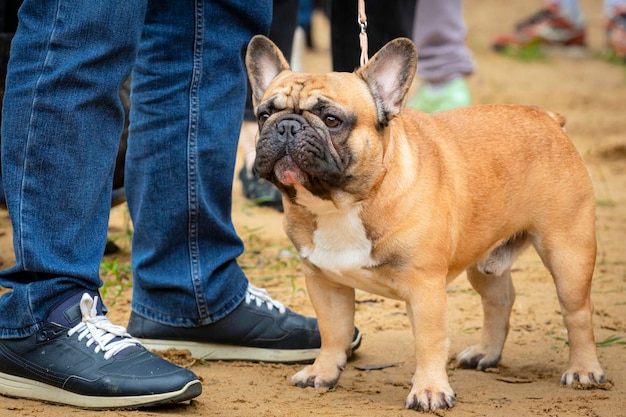 Um buldogue francês em uma exposição de cães