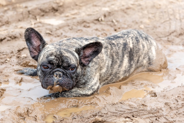 Um buldogue francês está deitado na lama