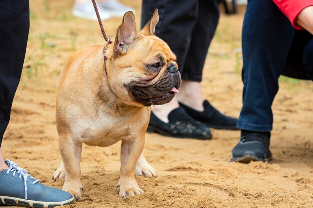 Um bulldog francês bonito se exibindo durante uma exposição de cães