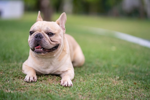 Um bulldog francês deitado na grama