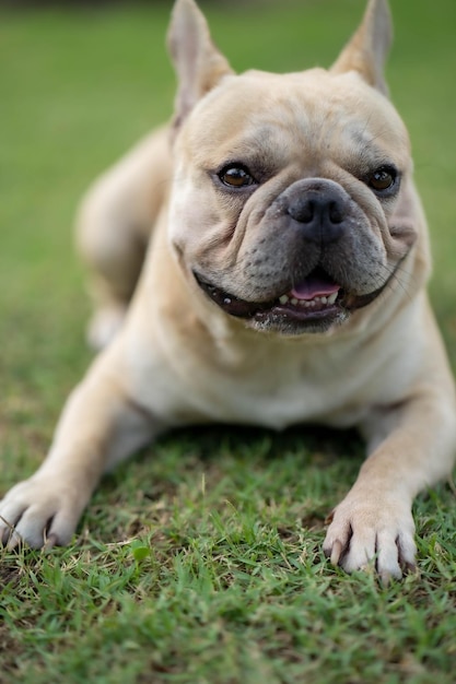 Um bulldog francês deitado na grama