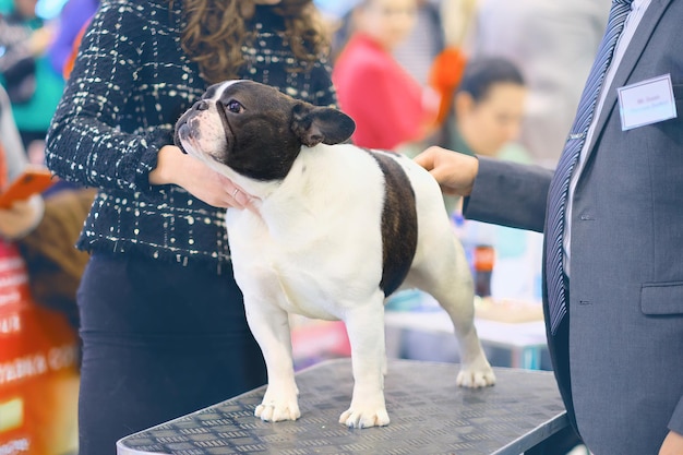 Um bulldog francês em uma mesa durante um exame por especialistas em uma exposição de cães