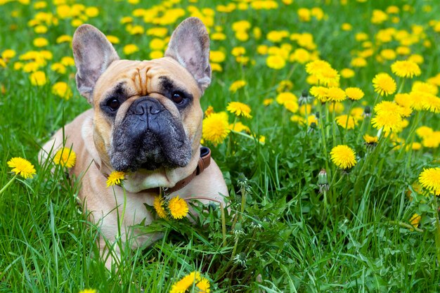 Um bulldog francês fulvo macho adulto, em um gramado coberto com dentes-de-leão florescendo na primavera.