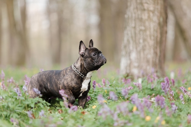 Um bulldog francês na floresta