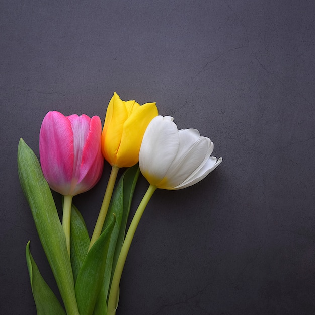 Um buquê brilhante bonito de tulipas multi-coloridas em close-up contra uma parede de estuque cinza escuro.
