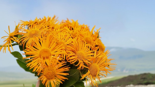 Um buquê de flores amarelas feitas de elecampane em um fundo de céu azul.