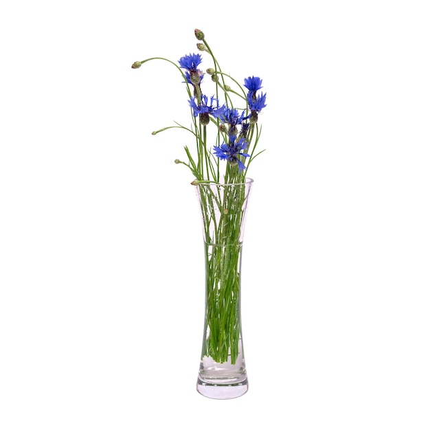 Um buquê de flores azuis da primavera em um vaso transparente de vidro é isolado em um fundo branco