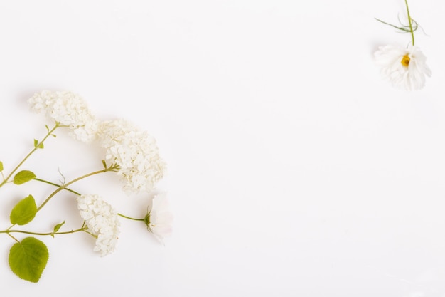 Um buquê de flores brancas de hortênsia e cosmea em quadros brancos. Copie o espaço. Conceito de dia do casamento da mãe, dia dos namorados, mulheres.