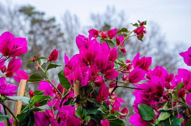 Um buquê de flores cor de rosa com a palavra buganvílias no topo.