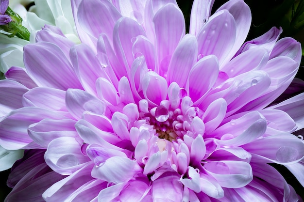 Um buquê de flores de gérberas, crisântemos, lírios. Fechar-se. Tiro macro. Fundo preto.