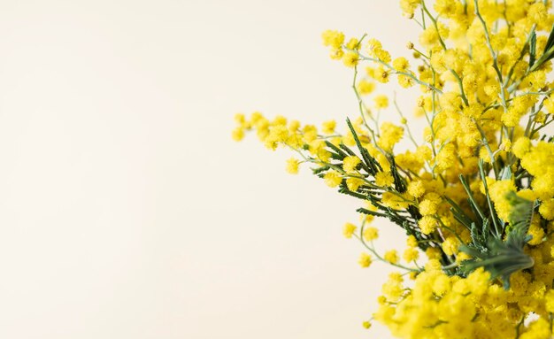 Um buquê de flores de mimosa amarelas em um fundo amarelo Conceito de 8 de março feliz dia da mulher