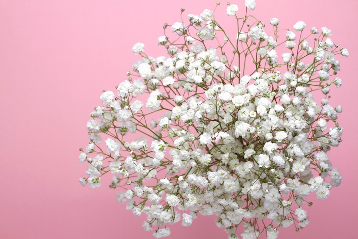 Foto um buquê de flores de respiração do bebê em um fundo rosa