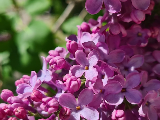 Um buquê de flores roxas com a palavra lilás embaixo.