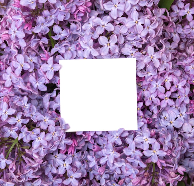 Um buquê de lilás e uma nota dentro de flores violetas da primavera