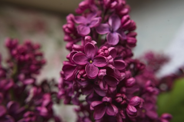 Um buquê de lilases. fechar-se. linda roxa violeta desabrochando flores lilás. cartão de felicitações.