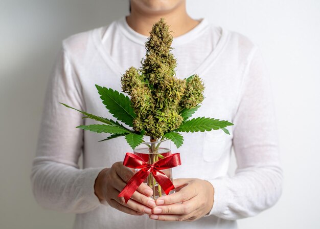 Foto um buquê de maconha em copo de água com fita vermelha nas mãos da mulher em branco