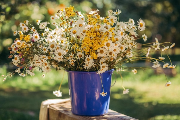 Um buquê de margaridas e São João em um balde azul sobre o fundo de verão de mesa de madeira