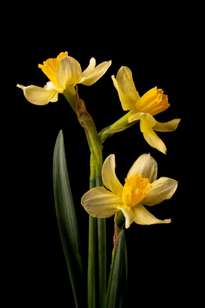 Um buquê de narcisos amarelos em um fundo preto