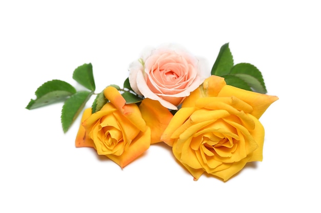 Um buquê de rosas amarelas em um fundo branco