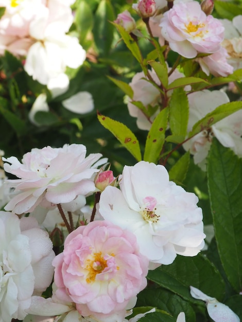 Um buquê de rosas com a palavra rosa