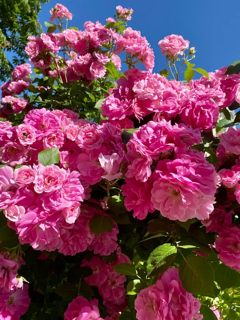 Foto um buquê de rosas cor de rosa está em um arbusto