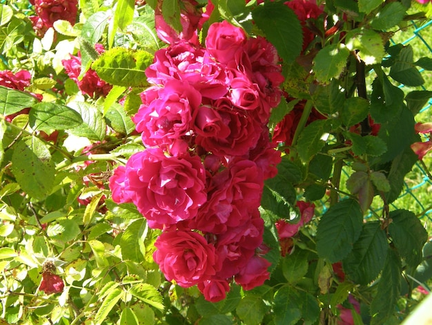Um buquê de rosas cor de rosa está em uma árvore com folhas verdes.