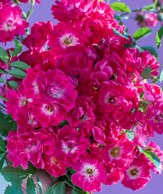 Foto um buquê de rosas cor de rosa iluminadas pelo sol