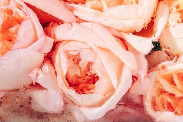 Um buquê de rosas de peônia rosa suave atrás de um vidro embaçado