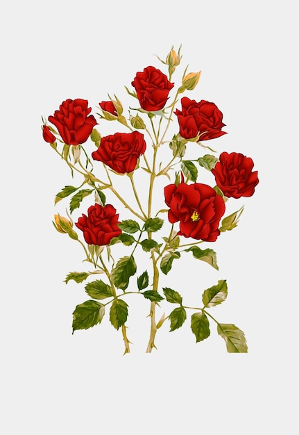 um buquê de rosas do artista
