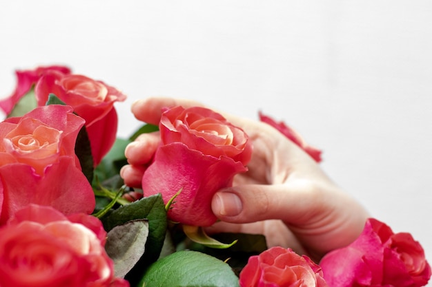 Um buquê de rosas vermelhas, uma garota toca uma rosa com a mão