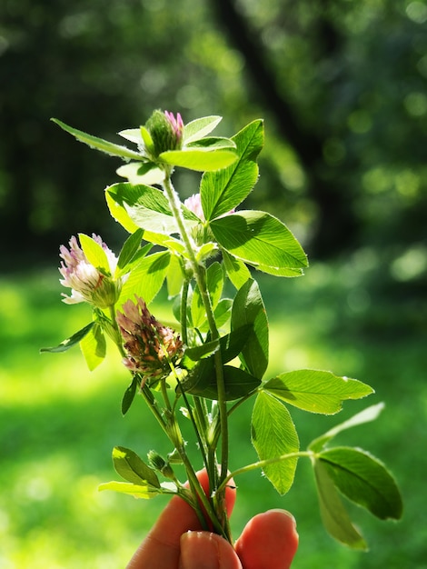 Um buquê de trevo florescendo em um fundo de floresta borrado traz boa sorte