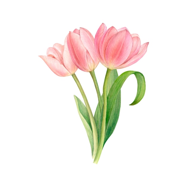 Um buquê de tulipas brancas e cor de rosa desenhadas à mão ilustração em aquarela