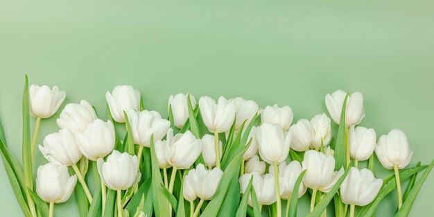 Foto um buquê de tulipas brancas em um fundo verde pastel florescendo