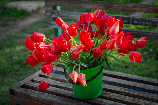 Um buquê de tulipas vermelhas em um velho banco de madeira