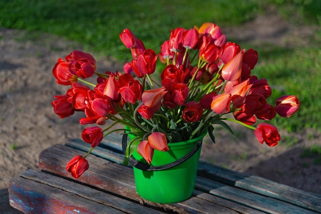 Um buquê de tulipas vermelhas em um velho banco de madeira