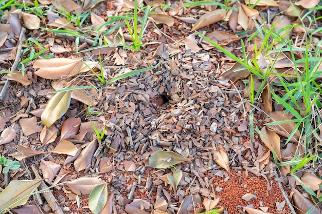 Um buraco de rato é cercado por folhas e folhas.