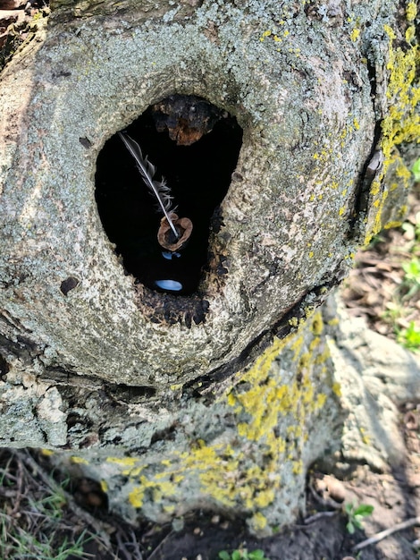 Um buraco em uma árvore com um anel nele.