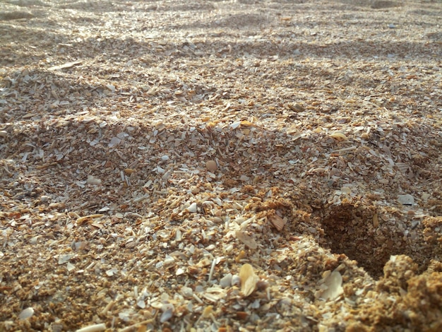 Um buraco na areia é visível em primeiro plano.