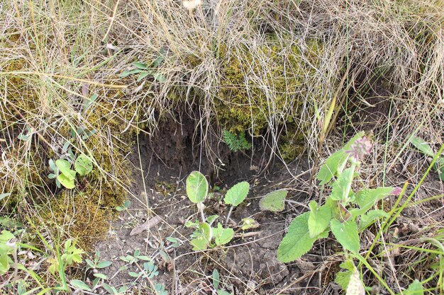 Foto um buraco no chão com grama e plantas