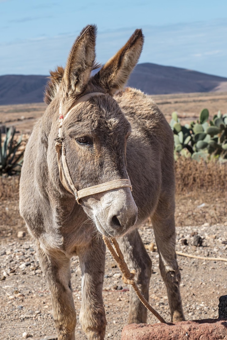 Foto um burro com uma corda amarrada ao pescoço