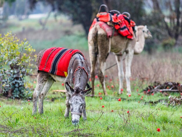 Foto um burro pastando em um prado verde com anêmonas