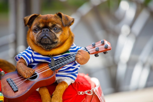 UM CÃO PUG SENTA-SE NO COLO DE UM MÚSICO DE RUA E TOCA A GUITARRA. Foto de alta qualidade