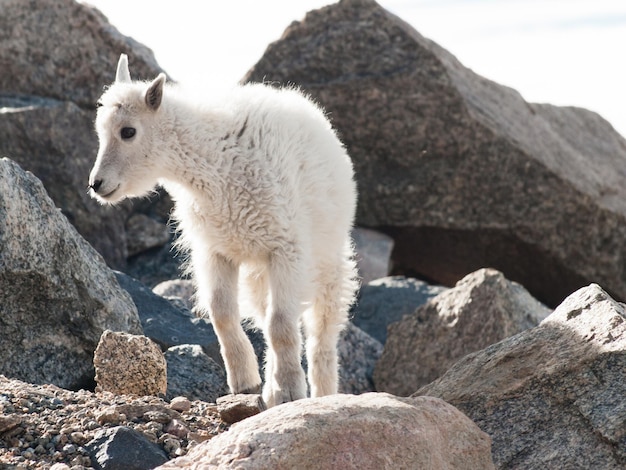 Um cabrito montês nas Montanhas Rochosas do Colorado