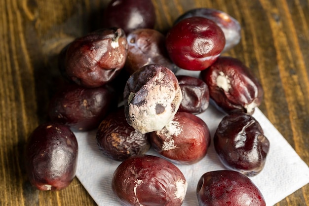 Um cacho de ameixas estragadas e cobertas de mofo Ameixas de frutas estragadas, podres e cobertas de mofo