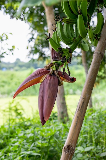 Um cacho de bananas verdes com flores crescendo na árvore e o cacho era sustentado por uma vara de bambu