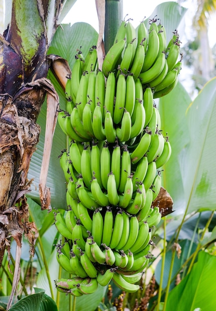 Um cacho de bananas verdes cresce em uma palmeira