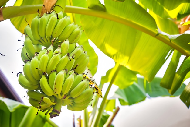 Um cacho de bananas verdes crescendo em uma palmeira