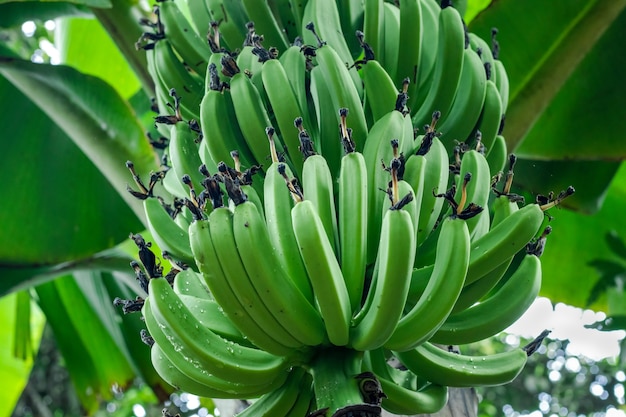 Um cacho de bananas verdes crescendo na árvore do jardim fecha com foco seletivo