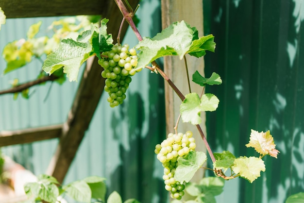 Um cacho de uva de vinho verde crescendo no jardim